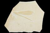 Huge, Fossil Dragonfly (Isophlebia) - Solnhofen Limestone #157227-1